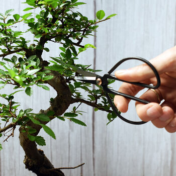 Master Bonsai Tree Starter Kit Bundle, 8 of 9