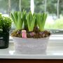 Hyacinth Planted Trough – 5 Fragrant Spring Bulbs In Metal, thumbnail 5 of 5