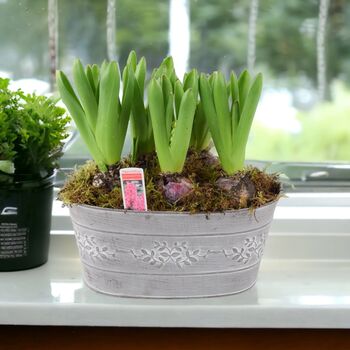 Hyacinth Planted Trough – 5 Fragrant Spring Bulbs In Metal, 5 of 5