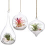 Pack Of Three Glass Air Plants Hanging Planters, thumbnail 4 of 4