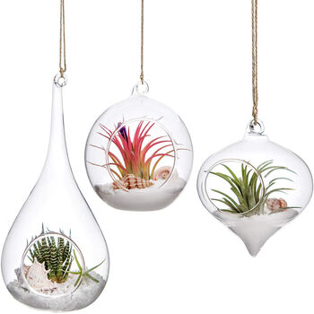 Pack Of Three Glass Air Plants Hanging Planters, 4 of 4