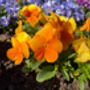 Viola 'Deep Orange' Six X Plant Pack, thumbnail 2 of 6