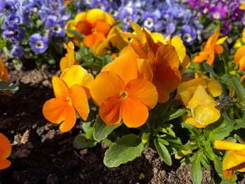 Viola 'Deep Orange' Six X Plant Pack, 2 of 6