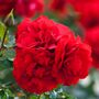 Floribunda Rose Plants, 'Lili Marlene', 5 L Pots, thumbnail 3 of 4