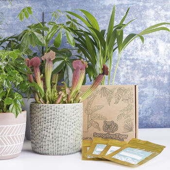 Monthly Tropical Houseplant Seed Subscription Box, 3 of 12