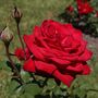 Hybrid Tea Rose Plant 'Loving Memory' Five Litre Pot, thumbnail 3 of 5