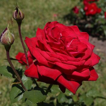 Hybrid Tea Rose Plant 'Loving Memory' Five Litre Pot, 3 of 5