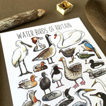 Water Birds Of Britain Watercolour Postcard, 2 of 12