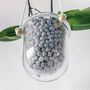 Orla, Hanging Glass Planter, Ideal For Orchids, thumbnail 2 of 12