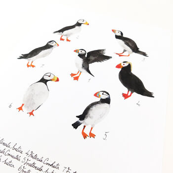 Improbability Of Puffins Art Print, 4 of 8