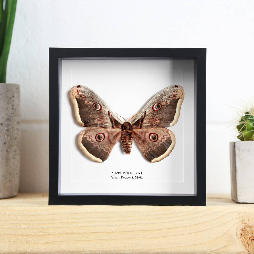 Giant Peacock Moth Handcrafted Frame By Curated Studio