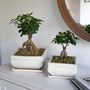 Bonsai Tree Round Planter Set Of Two, thumbnail 3 of 4