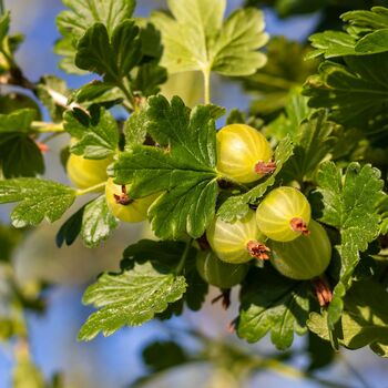 Fruit Plant Gooseberry One Plant In A Two Litre Pot, 5 of 5