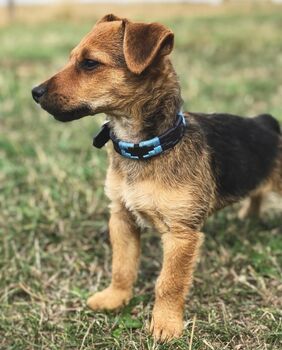 Pampeano 'Azules' Leather Dog Collar, 3 of 4