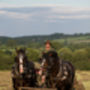 Shire Horse Experience Day For One, thumbnail 4 of 10