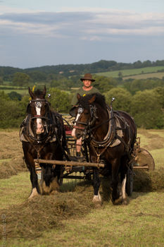 Shire Horse Experience Day For One, 4 of 10