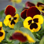 Flowers Pansy 'Radiance Red' 20 X Plant Pack, thumbnail 4 of 6