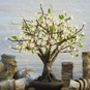 Bonsai LED Cherry Tree, thumbnail 1 of 1