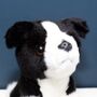 Mini Border Collie Dog Toy With Personalised Case, thumbnail 4 of 4