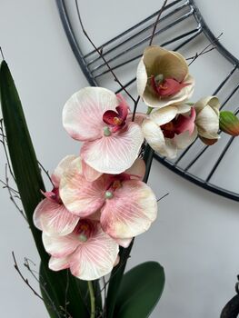 Peach Pink Luxury Silk Orchid Mothers Day Gift, 4 of 7