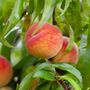 Peach Trees 'Rochester', 10 Litre Pots, thumbnail 1 of 2