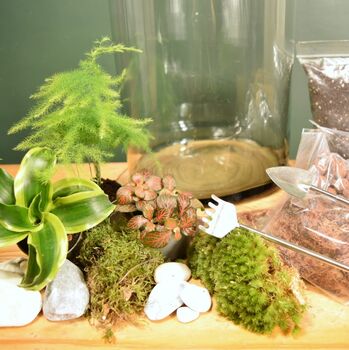 Large Diy Terrarium Kit With Three Plants Plant Gift, 8 of 10
