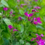 Honesty Plants, Wildflowers, Three X Plants In 9cm Pots, thumbnail 4 of 5