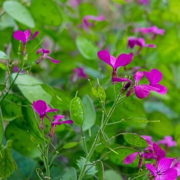 Honesty Plants, Wildflowers, Three X Plants In 9cm Pots, 4 of 5