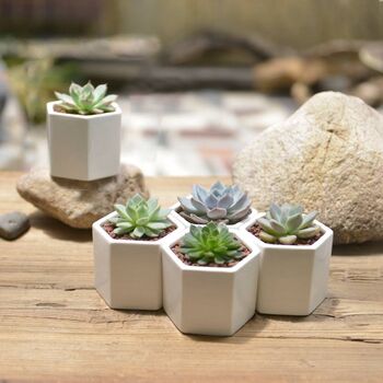 Mini Hexagon Planter Plant Pot White Ceramic, 3 of 6