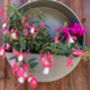Hanging Zinc Silver Round Wall Planter Flower Pot, thumbnail 5 of 5