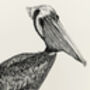 P Is For Peruvian Pelican Illustration Print, thumbnail 4 of 6