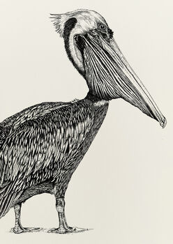 P Is For Peruvian Pelican Illustration Print, 4 of 6
