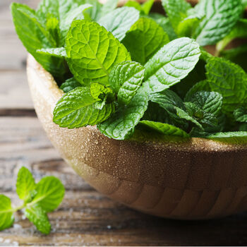 Herb Plants Garden Mint Plant In A 9cm Pot, 5 of 10