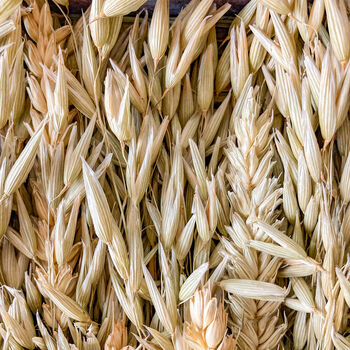 Natural Dried Oat And Wheat Wall Art Frame, 5 of 6