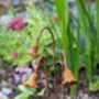 Metal Rusty Bluebell Flower Garden Ornaments, thumbnail 4 of 4