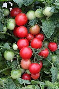 Tomato Plants 'Sweet And Neat' Six Plug Plant Pack, 2 of 6