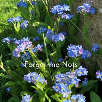 Grandads Grow Your Own Flowers Gardening Gift, 4 of 8
