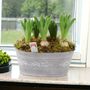 Hyacinth Planted Trough – 5 Fragrant Spring Bulbs In Metal, thumbnail 2 of 5