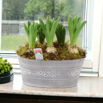 Hyacinth Planted Trough – 5 Fragrant Spring Bulbs In Metal, 2 of 5