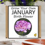Unusual Birthday Gardening Gift. January Birth Flower, thumbnail 1 of 6