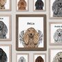 Custom Afghan Hound / Affie Portrait Art Print, thumbnail 4 of 10