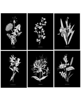Six Framed Botanical Wall Art Prints, 2 of 9