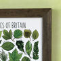Tree Leaves Of Britain Wildlife Watercolour Print, thumbnail 5 of 6