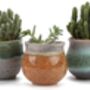 Set Of Three Ceramic Succulent Plant Pots, thumbnail 3 of 8