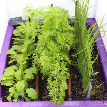 Introduction To Container Growing Kit, 9 of 12