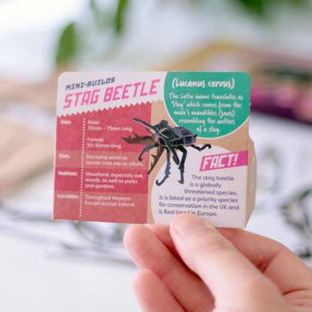 Build Your Own Personalised Stag Beetle Kit, 9 of 9