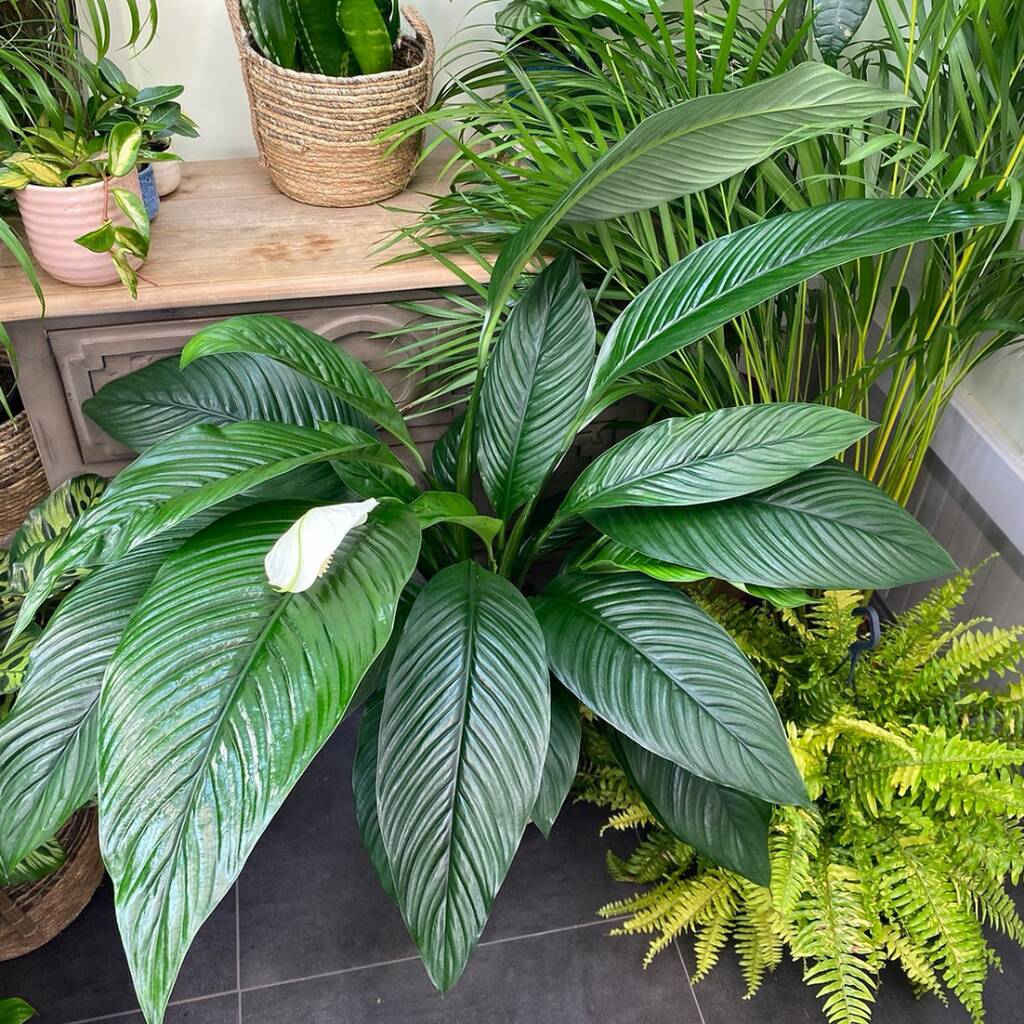 Giant Peace Lilly Sensation Rare House Plant By The Ginger Jungle