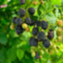 Fruit Plants, Black Berry 'Chester', thumbnail 5 of 9