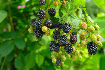 Fruit Plants, Black Berry 'Chester', 5 of 9