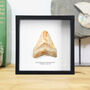 Carcharocles Megalodon Tooth Frame, thumbnail 1 of 4